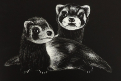 L'ANIMAL EN NOIR ET BLANC (SEC. 2, 2019)